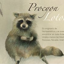 Mi proyecto del curso: Ilustración naturalista de animales con Procreate. Un proyecto de Ilustración tradicional, Ilustración digital, Dibujo realista e Ilustración naturalista				 de Tania Coello - 29.11.2022