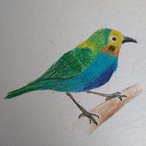 Mi proyecto del curso: Ilustración naturalista de aves con acuarela. Ilustração tradicional, Pintura em aquarela, Desenho realista e Ilustração naturalista projeto de Juan Pablo Rueda Bedoya - 01.12.2022