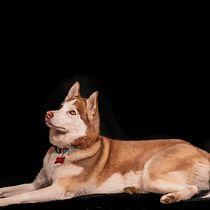 Mi proyecto del curso: Introducción a la fotografía de perros. Un projet de Photographie, Photographie de portrait, Photographie de studio, Photographie documentaire, Photographie lifest, le , et Photographie intérieure de Karen Lorca Abba - 01.12.2022