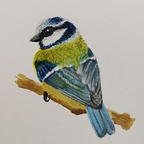 Il mio progetto del corso: Illustrazione naturalistica di uccelli con acquerello. Ilustração tradicional, Pintura em aquarela, Desenho realista e Ilustração naturalista projeto de astrattalab - 06.12.2022