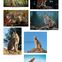 My project for course: Wildlife Illustration for Children's Books. Un progetto di Illustrazione vettoriale, Illustrazione digitale e Illustrazione infantile di Dodam Madushanka - 06.12.2022