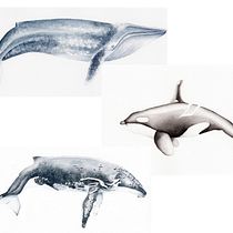 Mi proyecto del curso: Técnicas de ilustración naturalista: ballenas en acuarela. Un progetto di Illustrazione tradizionale, Design di poster , Illustrazione digitale e Manga di Tamara - 04.12.2022