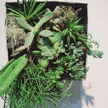 Mi proyecto del curso: Diseño y creación de composiciones botánicas. Een project van Interieurontwerp, L, scaping,  Interieurdecoratie, DIY y Bloem- en plantenschikken van Marta Fabrellas Carreras - 09.12.2022