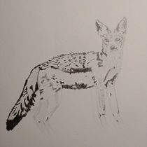 Jackal. Traditional illustration, Pencil Drawing, Drawing, and Naturalistic Illustration project by cynthia_mccleery - 12.09.2022