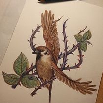 Passer montanus Ein Projekt aus dem Bereich Traditionelle Illustration, Bleistiftzeichnung, Zeichnung, Artistische Zeichnung, Naturalistische Illustration und Zeichnen mit Buntstiften von anita45paint - 11.12.2022
