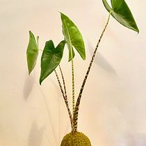 Il mio progetto del corso: Kokedama: crea una fioriera naturale con il muschio. Arts, Crafts, Interior Design, L, scape Architecture, Decoration, DIY, Floral, and Plant Design project by Paola Fiore - 12.14.2022