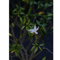 My project for course: Introduction to Digital Photography in Manual Mode. Un projet de Photographie, Photographie numérique , et Composition photographique de Rico Jay A. Morano - 16.12.2022