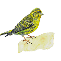Mi proyecto del curso: Ilustración naturalista de aves con acuarela. Ilustração tradicional, Pintura em aquarela, Desenho realista e Ilustração naturalista projeto de naza871 - 26.05.2022