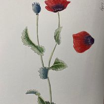 My project for course: Botanical Illustration with Watercolors. Traditional illustration, Fine Arts, Painting, Drawing, Watercolor Painting, and Botanical Illustration project by guy_oakley - 12.13.2022
