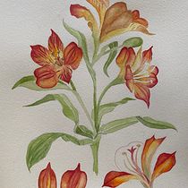 Il mio progetto del corso: Acquerello botanico: illustra l’anatomia dei fiori. Un progetto di Illustrazione tradizionale, Belle arti, Pittura, Disegno, Pittura ad acquerello e Illustrazione botanica di Bianca Carfì - 17.12.2022