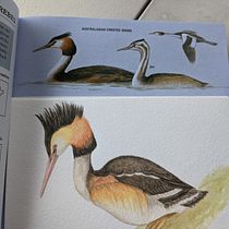 Mi proyecto del curso: Ilustración naturalista de aves con acuarela. Ilustração tradicional, Pintura em aquarela, Desenho realista e Ilustração naturalista projeto de Constanza Herrera erber - 16.12.2022