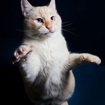 Mi proyecto del curso: Introducción a la fotografía de perros. Un projet de Photographie, Photographie de portrait, Photographie de studio, Photographie documentaire, Photographie lifest, le , et Photographie intérieure de Montse Vernet Tarrago - 19.12.2022