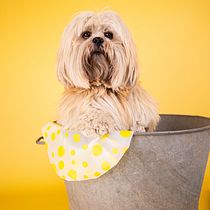 Mon projet du cours : Introduction à la photographie de chiens - Tous au bain. Un projet de Photographie, Photographie de portrait, Photographie de studio, Photographie documentaire, Photographie lifest, le , et Photographie intérieure de Justine STEVENOT - 21.05.2022