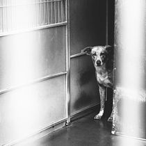 Dog shelter in Portugal Ein Projekt aus dem Bereich Digitalfotografie, Außenfotografie und Dokumentarfotografie von pedrocarvalho3 - 06.12.2022