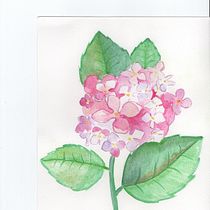 Il mio progetto del corso: Illustrazione botanica con acquerello. Traditional illustration, Fine Arts, Painting, Drawing, Watercolor Painting, and Botanical Illustration project by Daria Berton - 12.22.2022