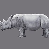 Mi proyecto del curso: Ilustración naturalista de animales con Procreate. Un proyecto de Ilustración tradicional, Ilustración digital, Dibujo realista e Ilustración naturalista				 de yoyagamboa - 23.12.2022