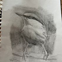 My project for course: Artistic Watercolor Techniques for Illustrating Birds. Traditional illustration, Watercolor Painting, Realistic Drawing, and Naturalistic Illustration project by susannemoore - 12.24.2022