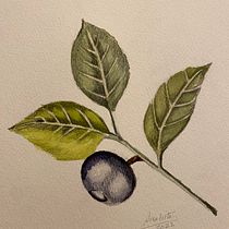 Rainstar82 Botaanical Illustration with Watercolors. Traditional illustration, Fine Arts, Painting, Drawing, Watercolor Painting, and Botanical Illustration project by Anahita Rainstar - 12.30.2022