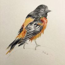 My project for course: Scientific Illustration of Animals in Watercolor . Traditional illustration, Watercolor Painting, Realistic Drawing, and Naturalistic Illustration project by Jess Chua - 12.30.2022