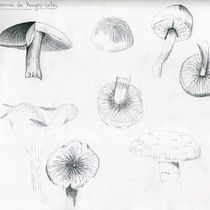 Mi proyecto del curso: Cuaderno botánico en acuarela. Projekt z dziedziny Trad, c, jna ilustracja, Malowanie akwarelą, R, sunek botaniczn i Sketchbook użytkownika Camila González Acevedo - 31.12.2022