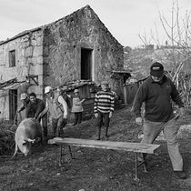 O Ciclo do Porco. Digital Photograph, Outdoor Photograph, Documentar, Photograph, Photograph, and Narrative project by Bruno Andrade - 01.04.2023