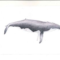 Mein Abschlussprojekt für den Kurs: Techniken der naturalistischen Illustration: Wale in Aquarell. Un progetto di Illustrazione tradizionale, Design di poster , Illustrazione digitale e Manga di sara_stekla_1991 - 06.01.2023