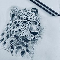 My project for course: Naturalistic Animal Drawing with Graphite Pencil. Traditional illustration, Pencil Drawing, Drawing, Naturalistic Illustration, and Character Design project by Jenny Foreman - 01.06.2023
