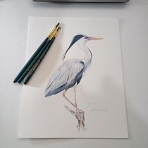 Meu projeto do curso: Ilustração naturalista de aves com aquarela. Ilustração tradicional, Pintura em aquarela, Desenho realista e Ilustração naturalista projeto de Edi Assis - 08.01.2023