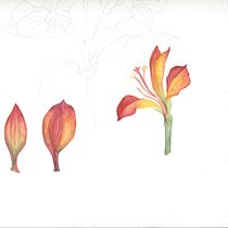My project for course: Botanical Watercolor: Illustrate the Anatomy of Flowers. Un progetto di Illustrazione tradizionale, Belle arti, Pittura, Disegno, Pittura ad acquerello e Illustrazione botanica di Meira Erlank - 07.01.2023