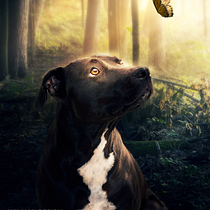 Meu projeto do curso: Segredos da fotomontagem e do retoque criativo. Photograph, Photograph, Post-production, VFX, Photo Retouching, Fine-Art Photograph, Photographic Composition, and Photomontage project by Willian Guimaraes - 01.08.2023