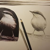 My project for course: Artistic Watercolor Techniques for Illustrating Birds. Traditional illustration, Watercolor Painting, Realistic Drawing, and Naturalistic Illustration project by Maria Rebasti - 01.12.2023