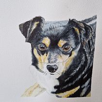 My furry friend. Ilustração tradicional, Pintura em aquarela, Desenho realista e Ilustração naturalista projeto de drwal88 - 14.01.2023