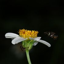 Mi proyecto del curso: Introducción a la fotografía digital. Un proyecto de Fotografía y Fotografía digital de Valdir de Jesus Pérez Santos - 14.01.2023