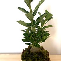 Meu projeto do curso: Kokedama: crie vasos naturais de musgo. Arts, Crafts, Interior Design, L, scape Architecture, Decoration, DIY, Floral, and Plant Design project by Claudia Santos - 01.20.2023