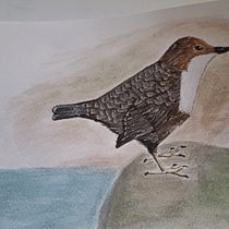 Mi proyecto del curso: Ilustración naturalista de aves con acuarela. Ilustração tradicional, Pintura em aquarela, Desenho realista e Ilustração naturalista projeto de bertagon89 - 19.01.2023