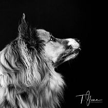 My project for course: Introduction to Dog Photography. Un projet de Photographie, Photographie de portrait, Photographie de studio, Photographie documentaire, Photographie lifest, le , et Photographie intérieure de thelmagunnars - 19.01.2023