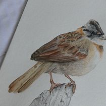 Mi proyecto del curso: Ilustración naturalista de aves con acuarela. Ilustração tradicional, Pintura em aquarela, Desenho realista e Ilustração naturalista projeto de michyfer.1314 - 20.01.2023