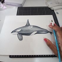Meu projeto do curso: Técnicas de ilustração naturalista: baleias em aquarela. Un progetto di Belle arti, Pittura, Pittura ad acquerello e Illustrazione naturalistica di Edi Assis - 23.01.2023