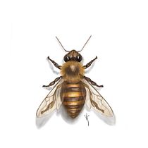Mi proyecto del curso: Ilustración naturalista de animales con Procreate. Un proyecto de Ilustración tradicional, Ilustración digital, Dibujo realista e Ilustración naturalista				 de Claudia Rojas - 23.01.2023