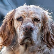 Mi proyecto del curso: Introducción a la fotografía de perros. Un projet de Photographie, Photographie de portrait, Photographie de studio, Photographie documentaire, Photographie lifest, le , et Photographie intérieure de Virginia Leal - 23.01.2023