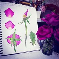 Una rosa es una rosa. Traditional illustration, Fine Arts, Painting, Drawing, Watercolor Painting, and Botanical Illustration project by Marisela Merino Corona - 09.14.2021