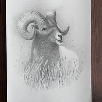 Mein Abschlussprojekt für den Kurs: Realistische Tierporträts mit Bleistift. Ilustração tradicional, Desenho a lápis, Desenho e Ilustração naturalista projeto de Mathias Schmid - 28.01.2023