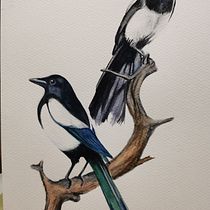 Mon projet du cours : Techniques artistiques d'aquarelle pour illustrer les oiseaux. Traditional illustration, Watercolor Painting, Realistic Drawing, and Naturalistic Illustration project by Christophe Cordenier - 01.31.2023