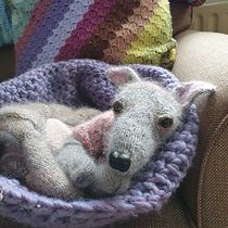 Nitin Pippit - the knitted whippet . Knitting, Fiber Arts, DIY, and Textile Design project by heathald - 01.20.2023