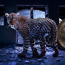 My project for course: Secrets of Photomontage and Creative Retouching. Photograph, Photograph, Post-production, VFX, Photo Retouching, Fine-Art Photograph, Photographic Composition, and Photomontage project by Edan Jacobie - 12.29.2022