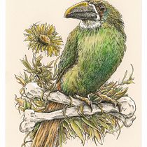 Mon projet du cours : Illustration naturaliste au stylo - Toucanet émeraude. Traditional illustration, Drawing, Realistic Drawing, and Naturalistic Illustration project by Domi B - 02.01.2023