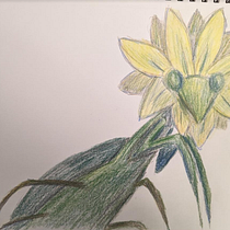 My project for course: Surrealist Illustration Inspired by Nature. Traditional illustration, Pencil Drawing, Drawing, Artistic Drawing, Naturalistic Illustration, and Colored Pencil Drawing project by melissara5767 - 02.04.2023
