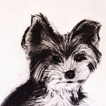 Mon projet du cours : Illustration d'animaux au fusain et à l'encre. Artes plásticas, Desenho, Ilustração com tinta e Ilustração naturalista projeto de Denis Beaulieu - 04.02.2023