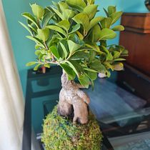 Mi proyecto del curso: Kokedamas: crea macetas naturales de musgo. Arts, Crafts, Interior Design, L, scape Architecture, Decoration, DIY, Floral, and Plant Design project by anamnolasco - 02.05.2023