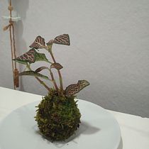 Mi proyecto del curso: Kokedamas: crea macetas naturales de musgo. Arts, Crafts, Interior Design, L, scape Architecture, Decoration, DIY, Floral, and Plant Design project by Ana Alonso Alvarez - 02.05.2023